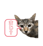 我が家の猫〜仲間たち（個別スタンプ：5）