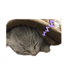 我が家の猫〜仲間たち（個別スタンプ：6）