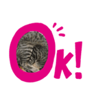 我が家の猫〜仲間たち（個別スタンプ：8）