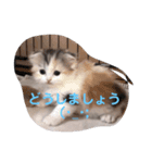こむぎさん いろいろスタンプ（個別スタンプ：5）