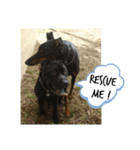 doggo stamps 4（個別スタンプ：3）