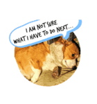 doggo stamps 4（個別スタンプ：6）