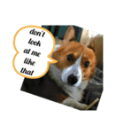 doggo stamps 4（個別スタンプ：8）