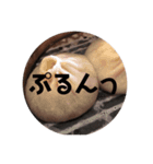 とんきちスタンプ第3弾(公式)（個別スタンプ：8）