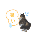 猫のノルウェージャンの日常(夏)（個別スタンプ：1）