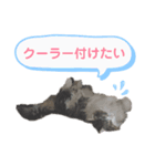 猫のノルウェージャンの日常(夏)（個別スタンプ：2）