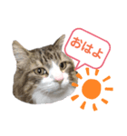 猫のノルウェージャンの日常(夏)（個別スタンプ：5）
