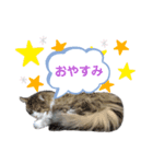 猫のノルウェージャンの日常(夏)（個別スタンプ：6）