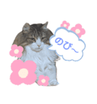 猫のノルウェージャンの日常(夏)（個別スタンプ：7）