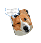 doggo stamp 3（個別スタンプ：4）