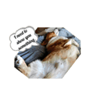 doggo stamp 3（個別スタンプ：6）