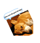 doggo stamp 3（個別スタンプ：7）