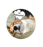 doggo stamp 3（個別スタンプ：8）