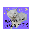 なかだるまんちのねこ（個別スタンプ：1）