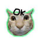 なかだるまんちのねこ（個別スタンプ：3）