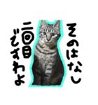 なかだるまんちのねこ（個別スタンプ：4）