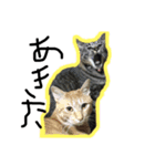 なかだるまんちのねこ（個別スタンプ：5）