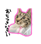 なかだるまんちのねこ（個別スタンプ：6）