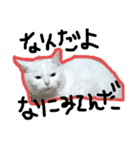 なかだるまんちのねこ（個別スタンプ：7）