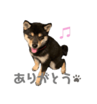 黒豆柴まろ（個別スタンプ：2）