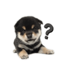 黒豆柴まろ（個別スタンプ：3）