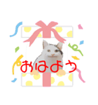 セリフだけ違う猫（個別スタンプ：1）