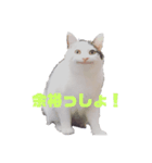 セリフだけ違う猫（個別スタンプ：2）