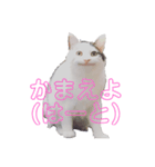 セリフだけ違う猫（個別スタンプ：3）