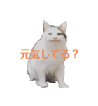 セリフだけ違う猫（個別スタンプ：5）