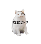 セリフだけ違う猫（個別スタンプ：7）