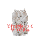 セリフだけ違う猫（個別スタンプ：8）