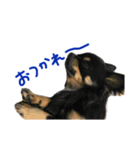 こたときら（個別スタンプ：8）