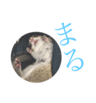 むぎぐらし ねぐずりむぎ（個別スタンプ：3）