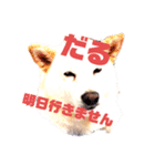 白い獣姫（個別スタンプ：1）