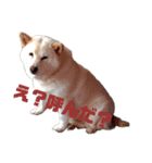 白い獣姫（個別スタンプ：2）