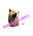 白い獣姫（個別スタンプ：3）