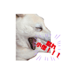 白い獣姫（個別スタンプ：5）
