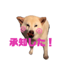 白い獣姫（個別スタンプ：7）