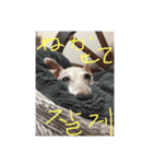 アスティからどんちゃんまで（個別スタンプ：5）