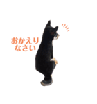 くろしばの麻呂。（個別スタンプ：6）