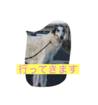 アメディオ（ボルゾイ）（個別スタンプ：3）