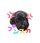 黒プーの豆太 2（個別スタンプ：1）