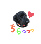 黒プーの豆太 2（個別スタンプ：6）