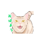 日本猫スタンプ（個別スタンプ：1）
