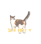日本猫スタンプ（個別スタンプ：7）