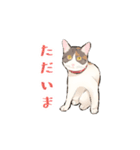 日本猫スタンプ（個別スタンプ：9）