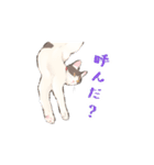 日本猫スタンプ（個別スタンプ：11）