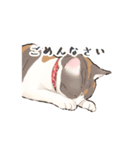 日本猫スタンプ（個別スタンプ：13）