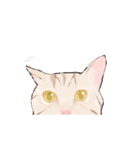 日本猫スタンプ（個別スタンプ：16）