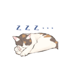 日本猫スタンプ（個別スタンプ：19）